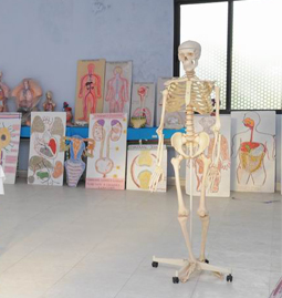 anatomy